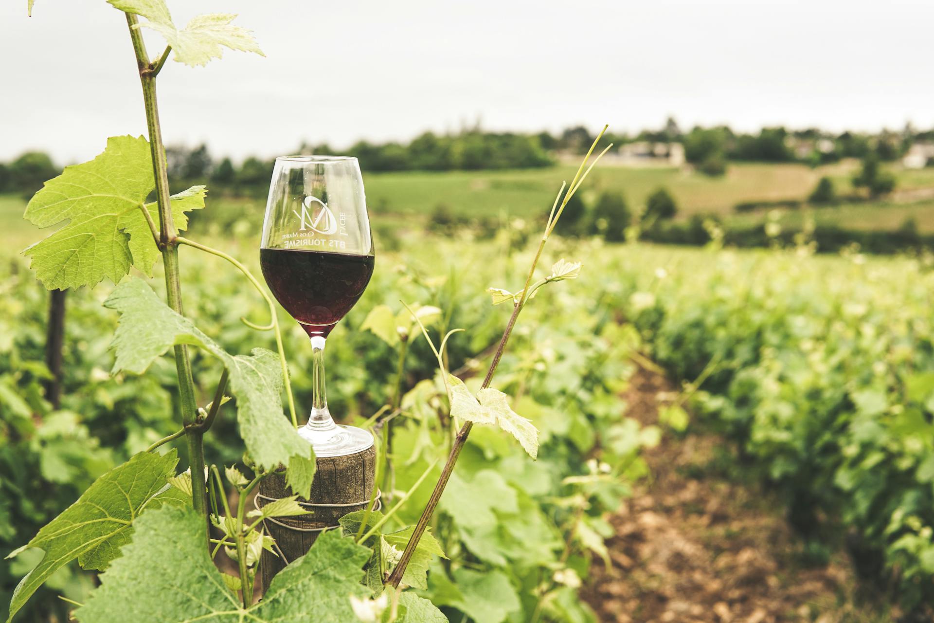 Image for A Tour of Sussex's Finest Vineyards