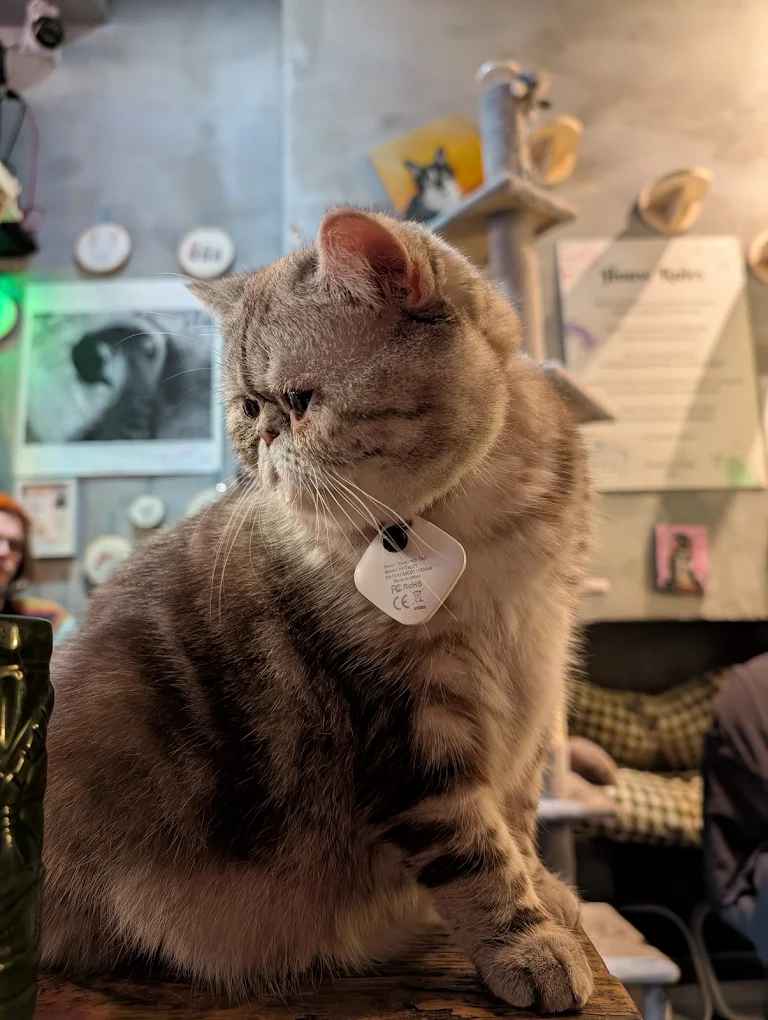 Image for A Cozy Afternoon at Brighton’s Cat Café