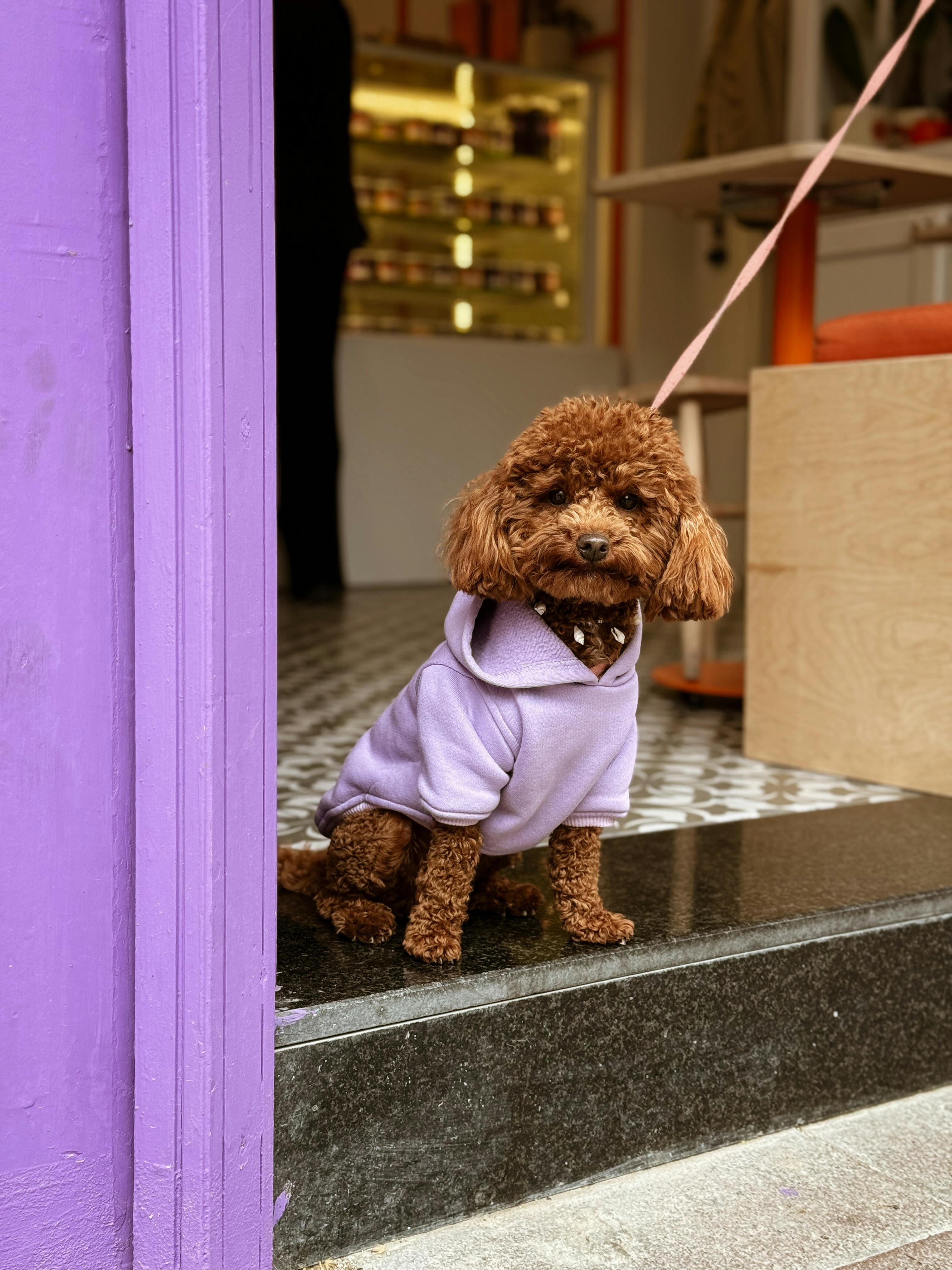 Image for Dog-Friendly Days Out in Sussex: Adventures for You and Your Pup