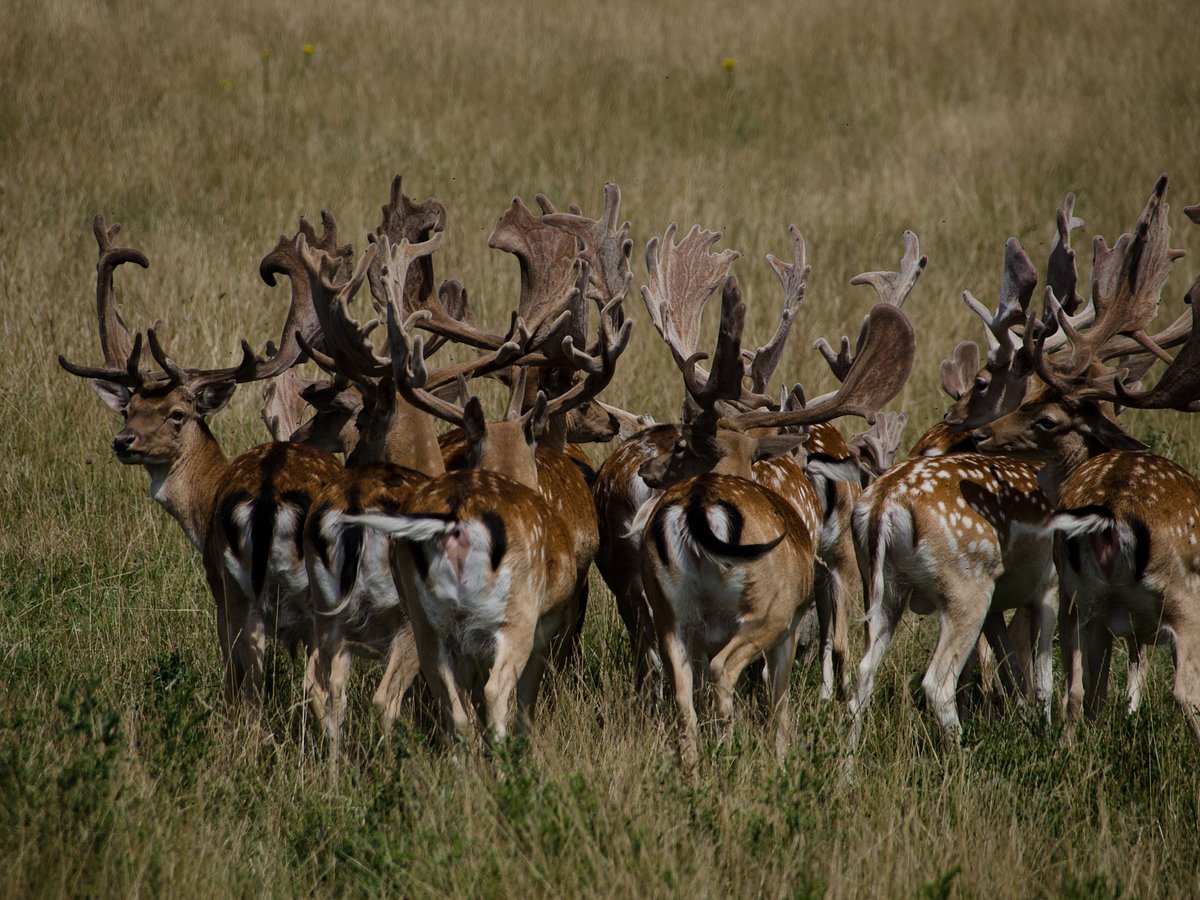 Image for Go Wild at Knepp Wildland