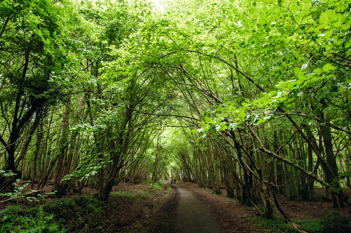 Image for Walk or Cycle the Cuckoo Trail