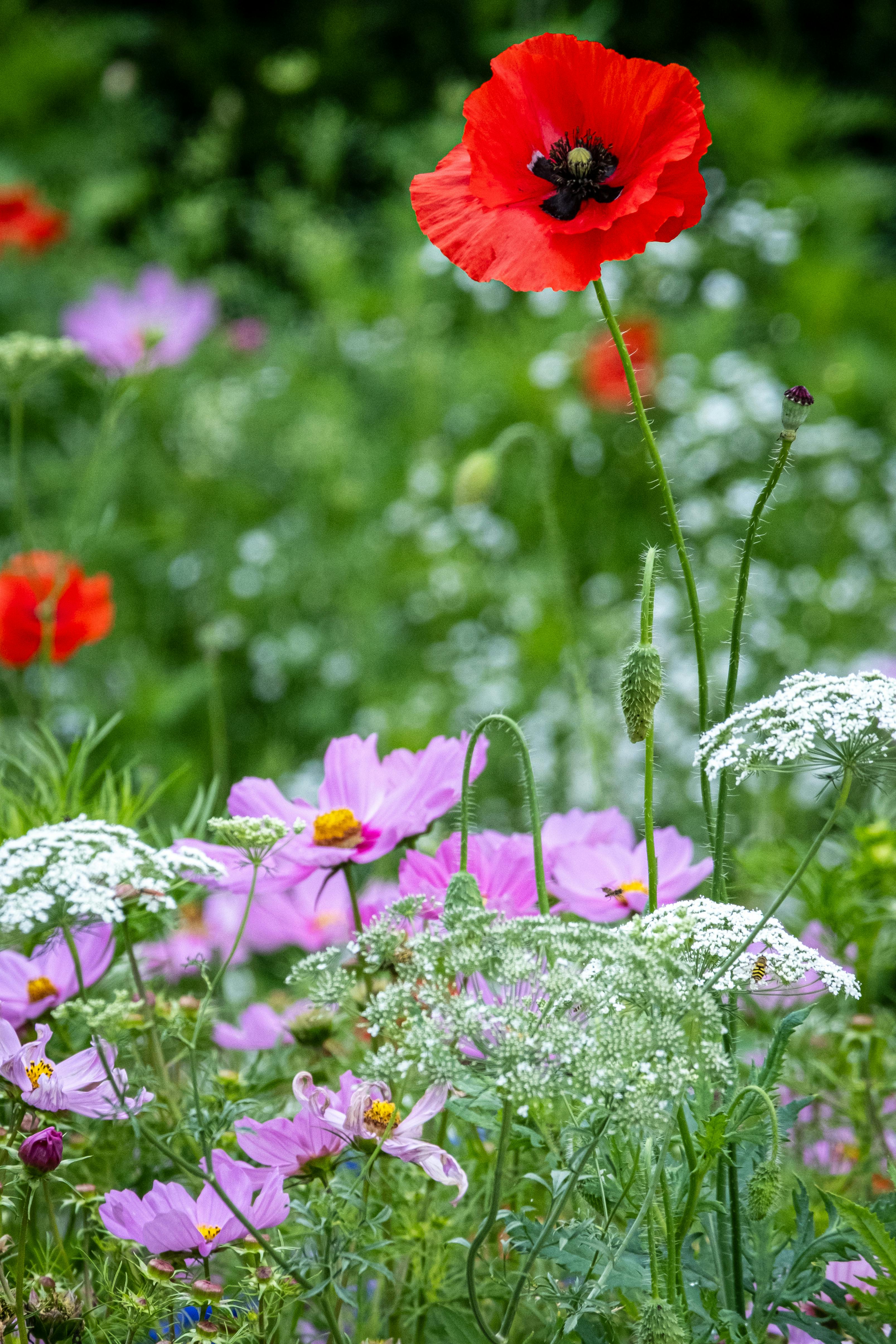 Image for Explore Nymans Gardens